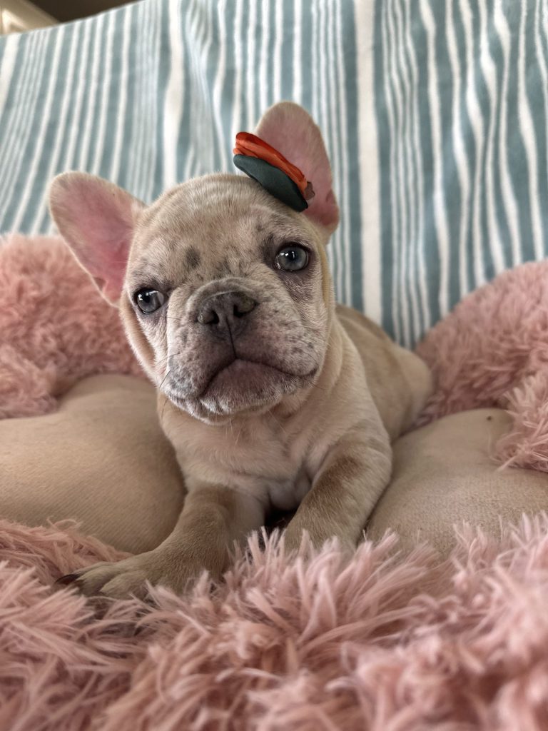 Popcorn | Lilac Fawn Merle French Bulldog Male | Available Now