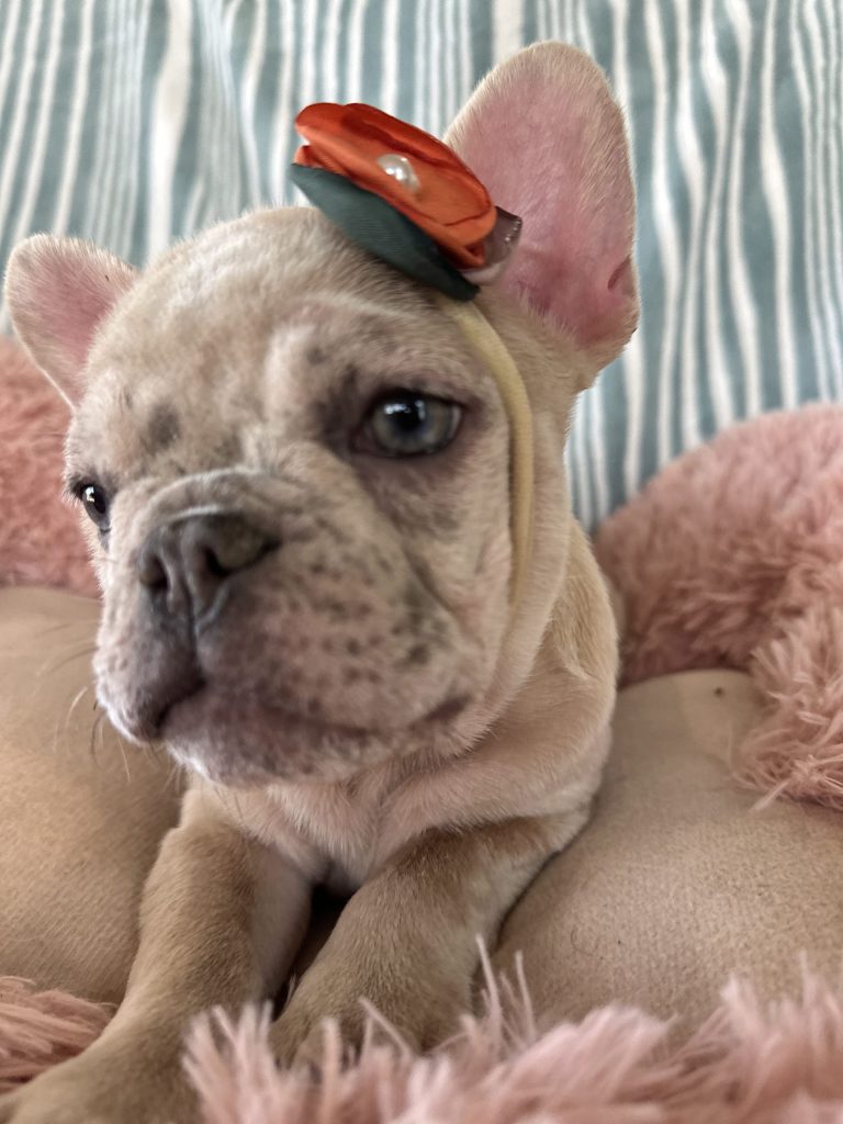 Popcorn | Lilac Fawn Merle French Bulldog Male | Available Now