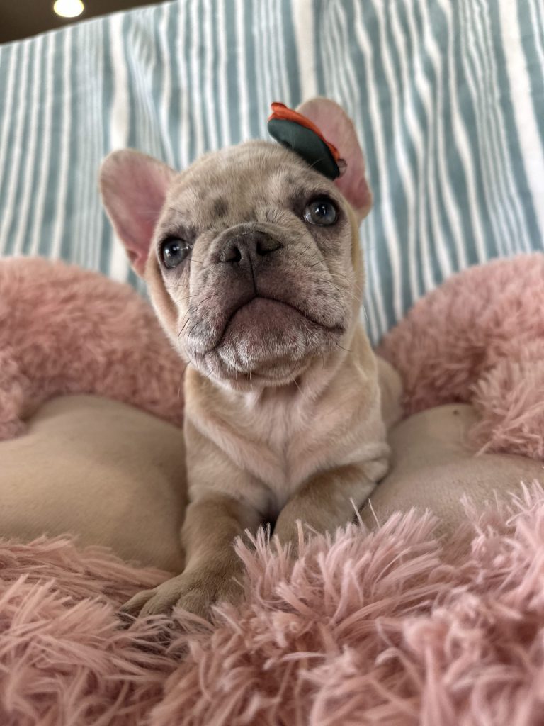 Popcorn | Lilac Fawn Merle French Bulldog Male | Available Now