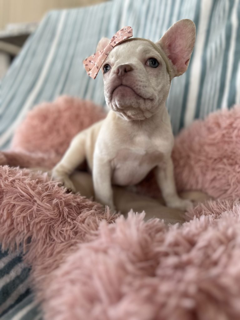 Daisy | Platinum French Bulldog Female | Available Now