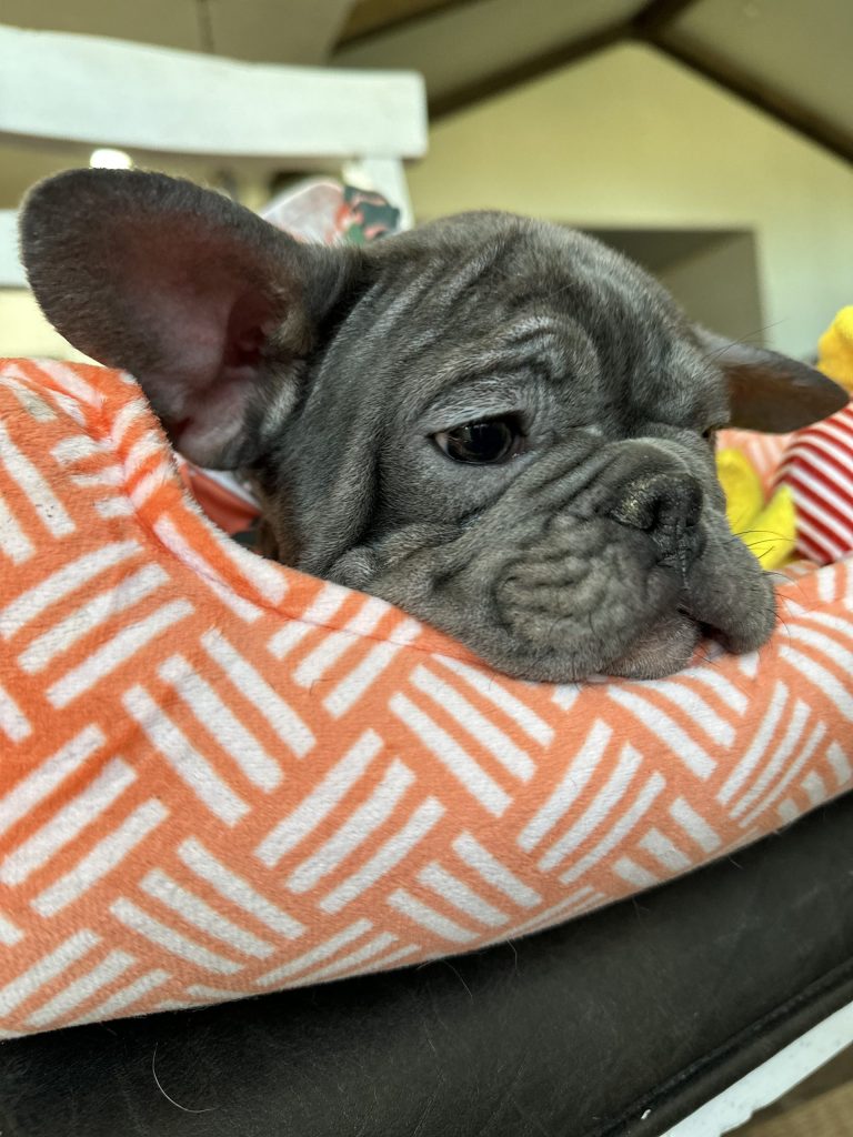 Aldo | Blue & Tan French Bulldog Male | Available Now