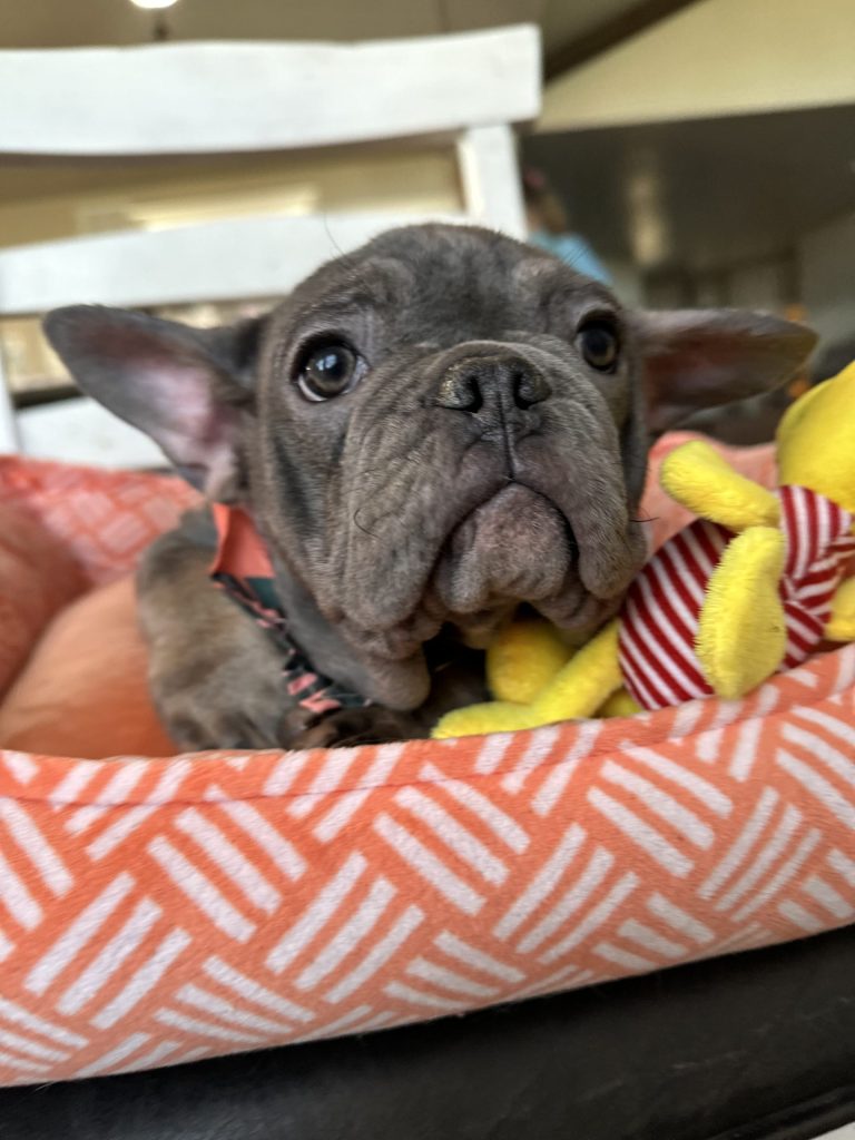 Aldo | Blue & Tan French Bulldog Male | Available Now
