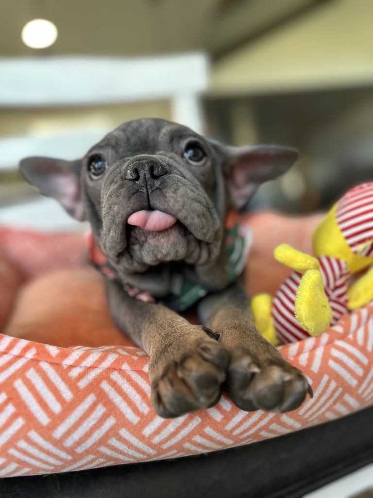 Aldo | Blue & Tan French Bulldog Male | Available Now