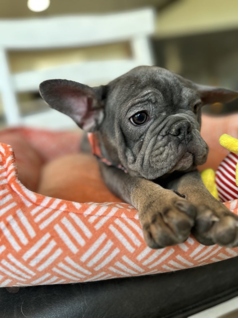 Aldo | Blue & Tan French Bulldog Male | Available Now
