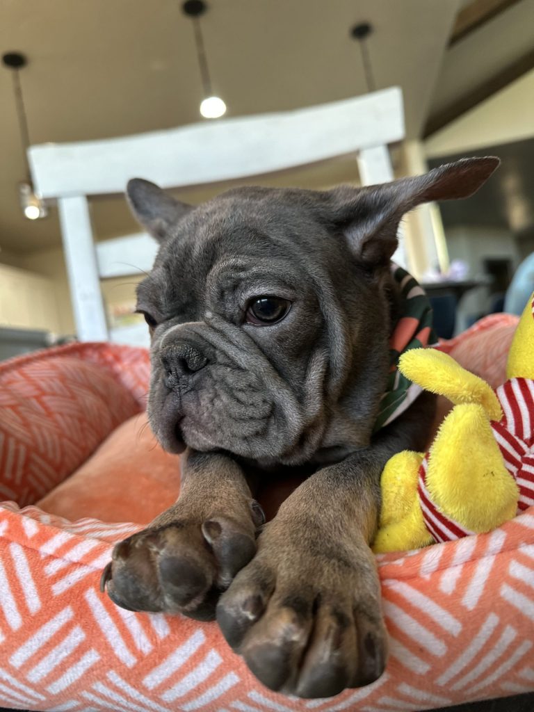 Aldo | Blue & Tan French Bulldog Male | Available Now