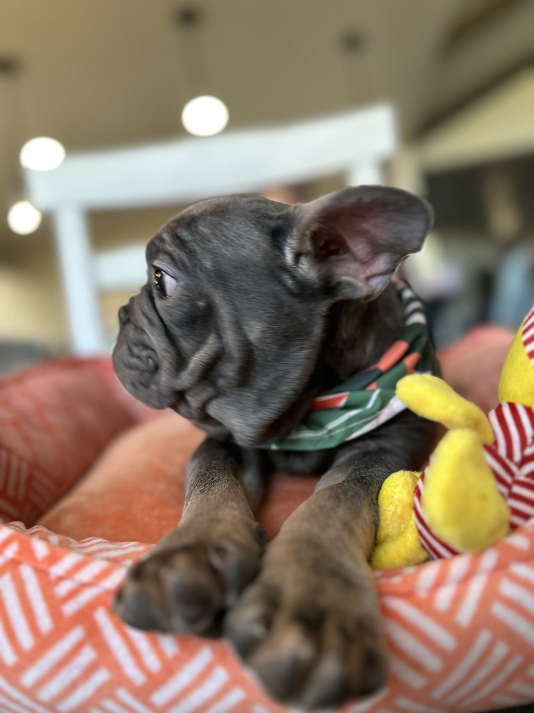 Aldo | Blue & Tan French Bulldog Male | Available Now