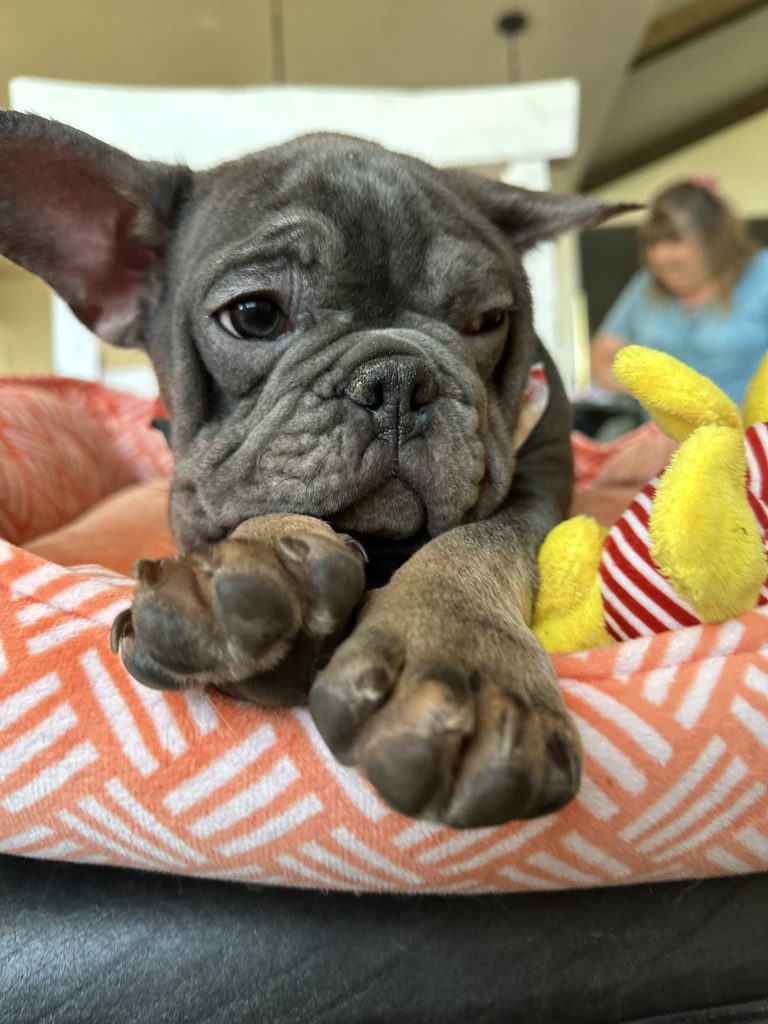 Aldo | Blue & Tan French Bulldog Male | Available Now