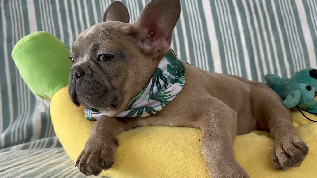 Cabo | Blue Fawn French Bulldog Male | Available Now