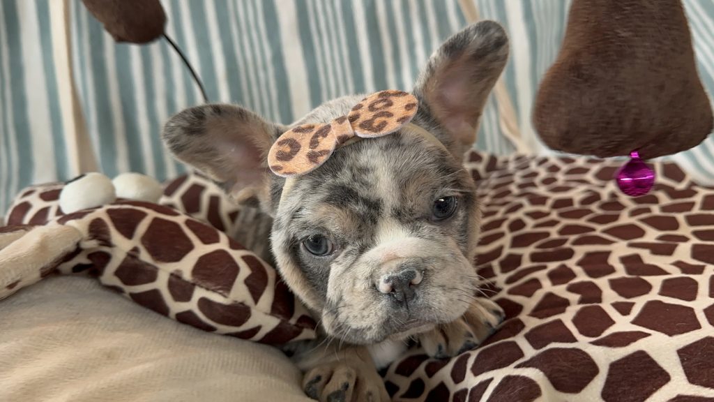Harper | Blue Merle & Tan French Bulldog Female | Available in July 2024