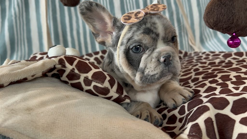 Harper | Blue Merle & Tan French Bulldog Female | Available in July 2024