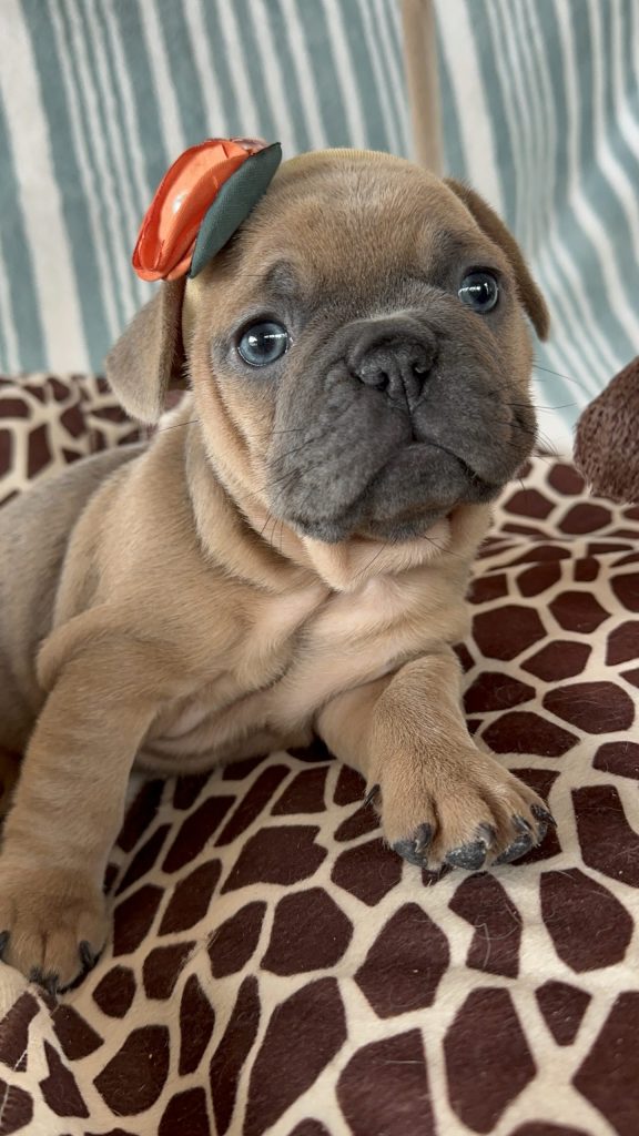 Hannah | Blue Sable French Bulldog Female | Available -July 2024