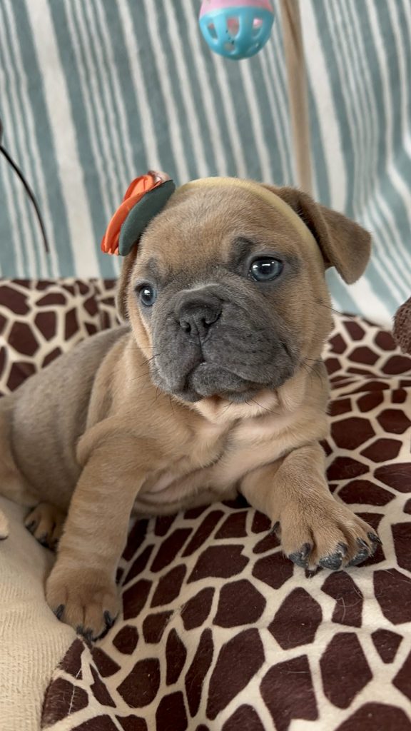 Hannah | Blue Sable French Bulldog Female | Available -July 2024