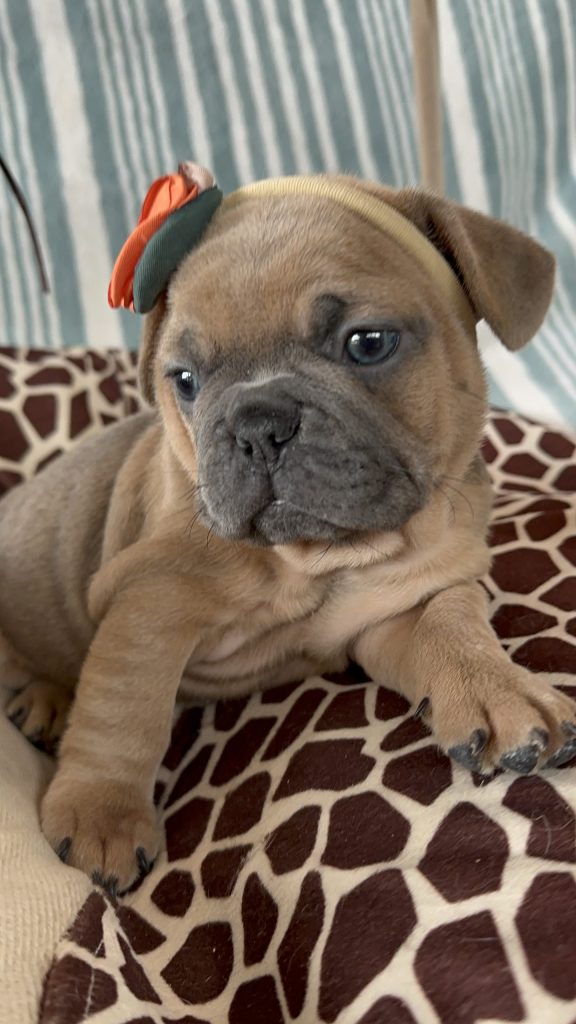 Hannah | Blue Sable French Bulldog Female | Available -July 2024