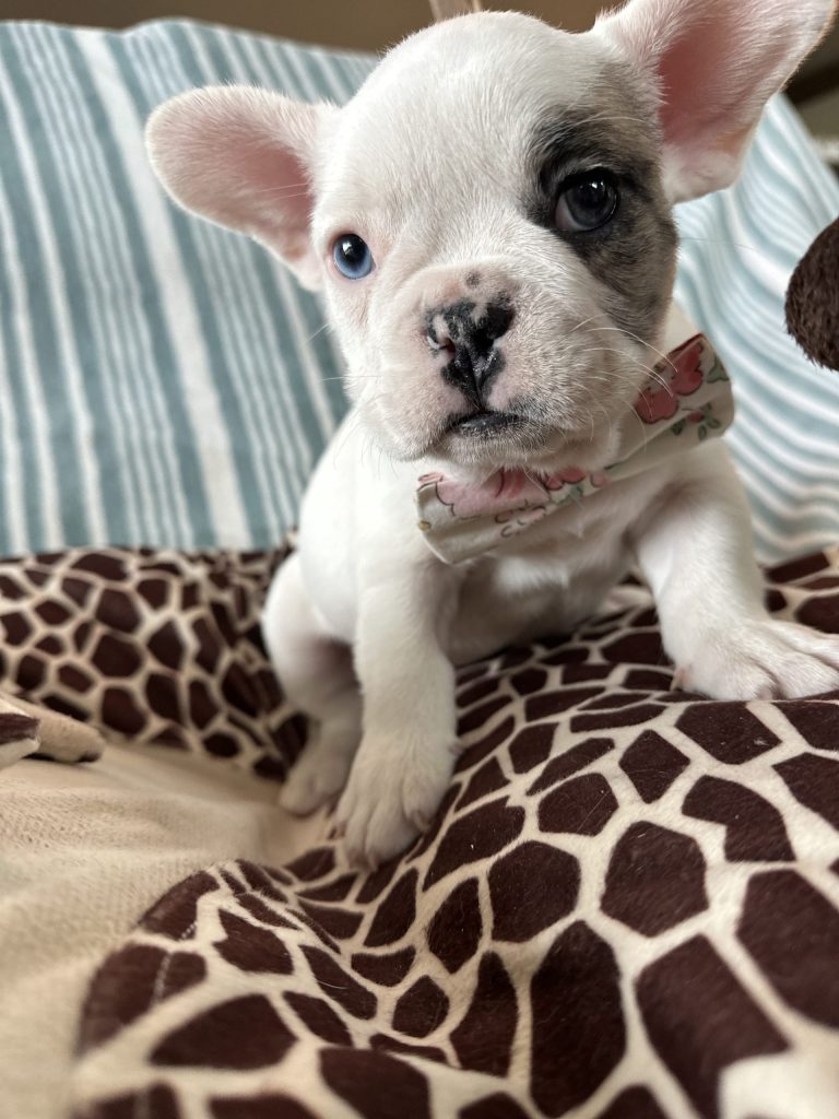Harley | Fawn Merle Pied French Bulldog Male | Available - July 2024