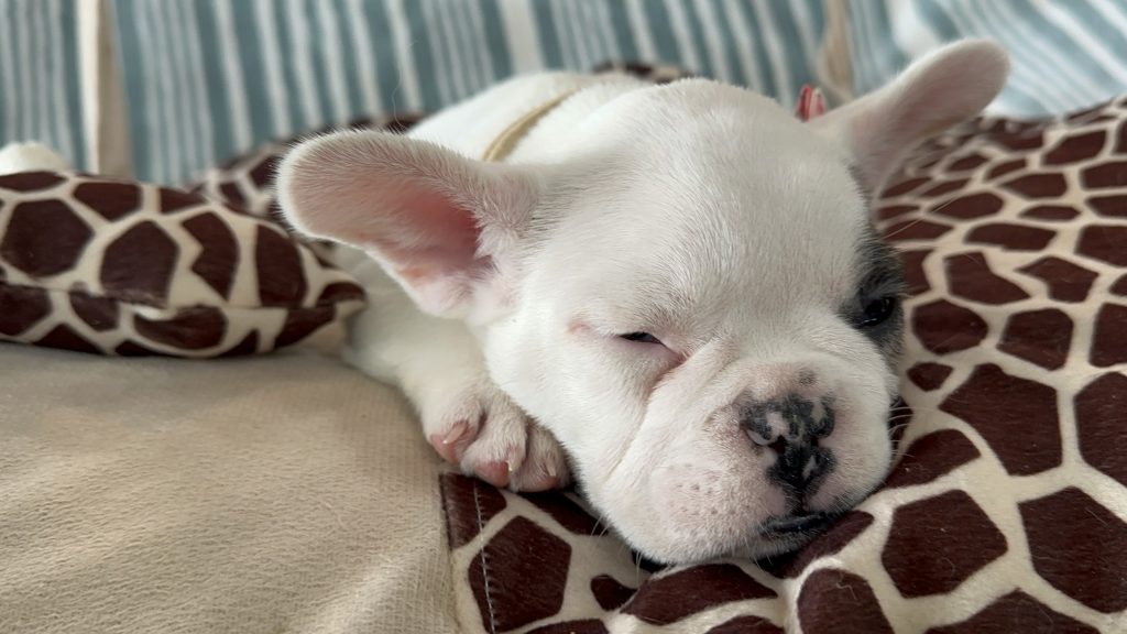 Harley | Fawn Merle Pied French Bulldog Male | Available - July 2024