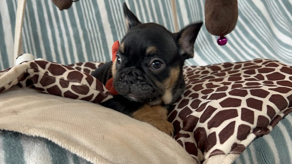 Hugo | Black & Tan French Bulldog Male | Available - July 2024