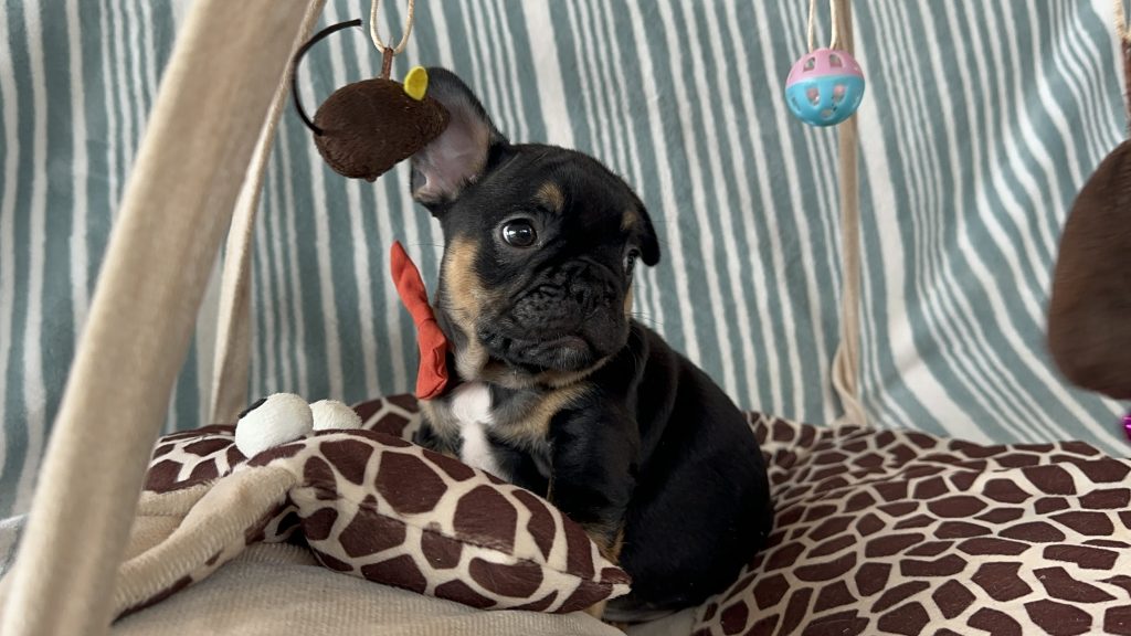 Hugo | Black & Tan French Bulldog Male | Available - July 2024
