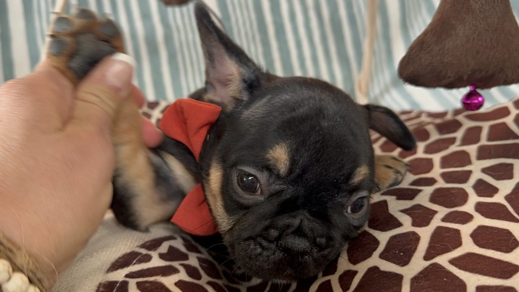 Hugo | Black & Tan French Bulldog Male | Available - July 2024