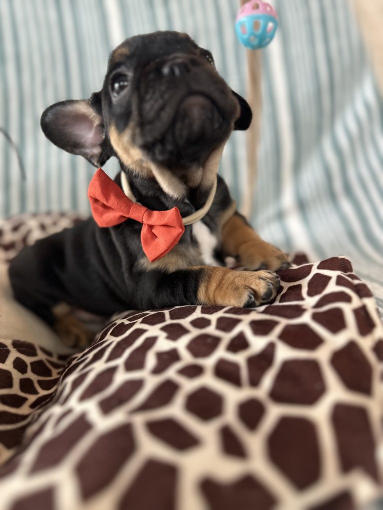 Hugo | Black & Tan French Bulldog Male | Available - July 2024