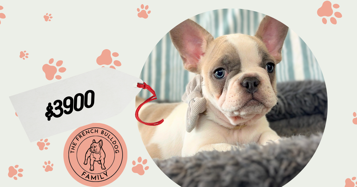 Elmo | Blue Fawn Pied French Bulldog Male | Adopted