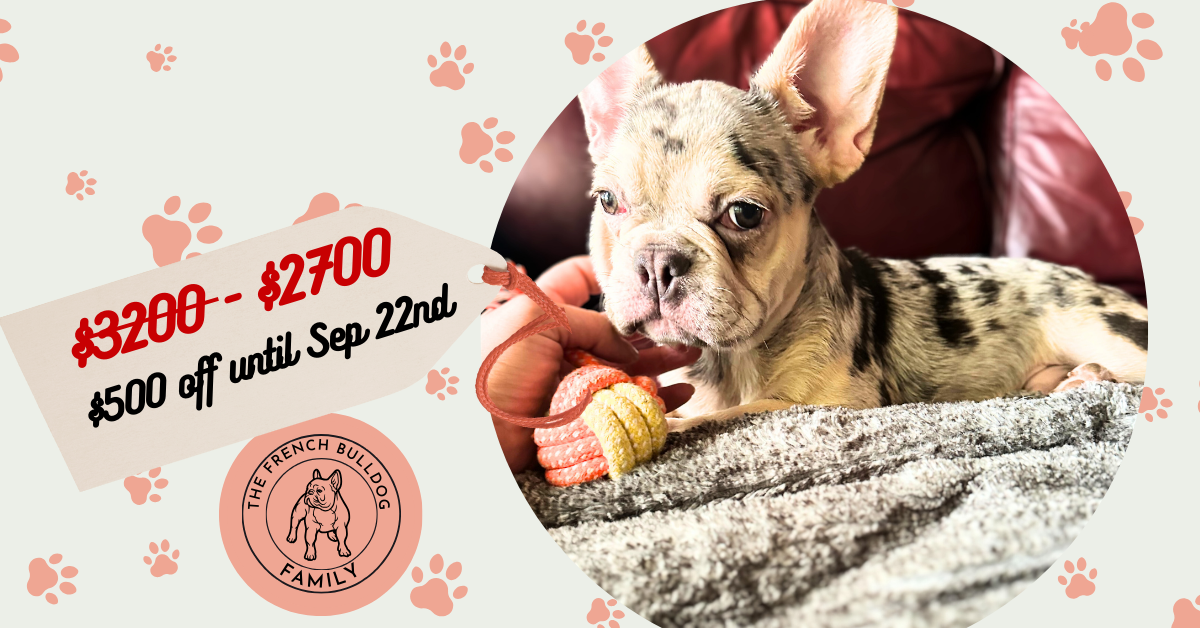 Garvin | Lilac Merle & Tan French Bulldog Male | Available Now
