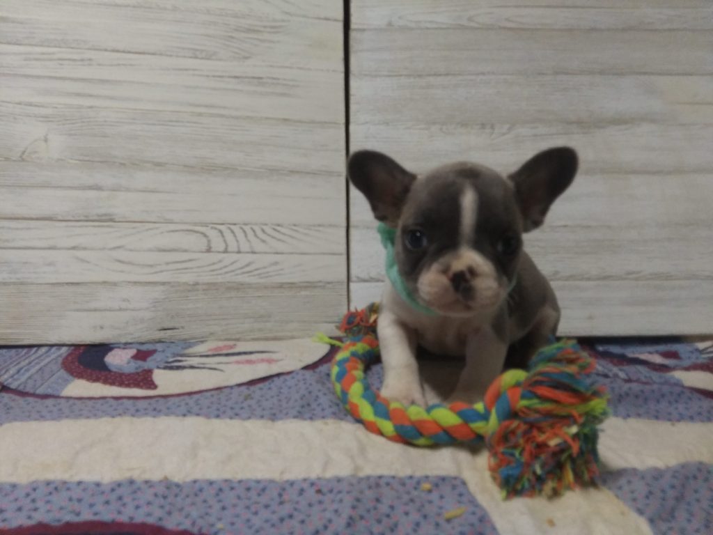 Ives | Blue Sable & White French Bulldog Male | Available - July, 2024
