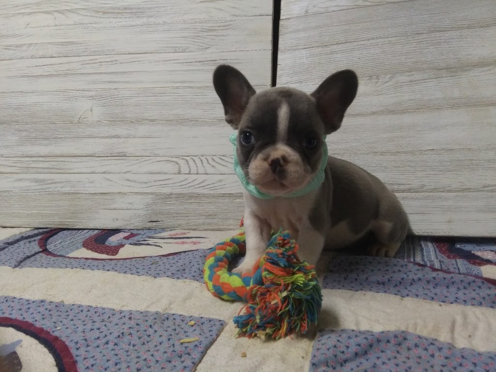 Ives | Blue Sable & White French Bulldog Male | Available - July, 2024