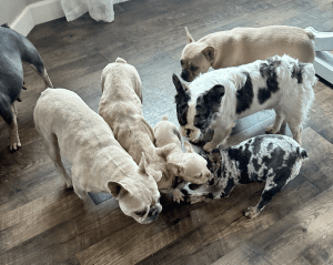 Frenchie Friday July 12th, 2024