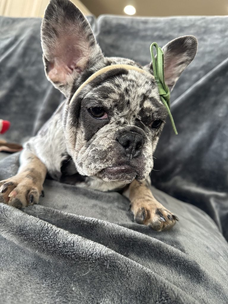 Ladybug | Blue Merle & Tan French Bulldog Female | Available Now