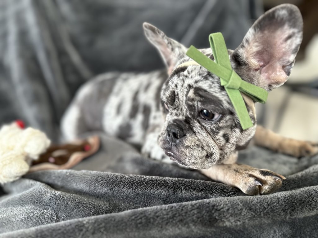 Ladybug | Blue Merle & Tan French Bulldog Female | Available Now
