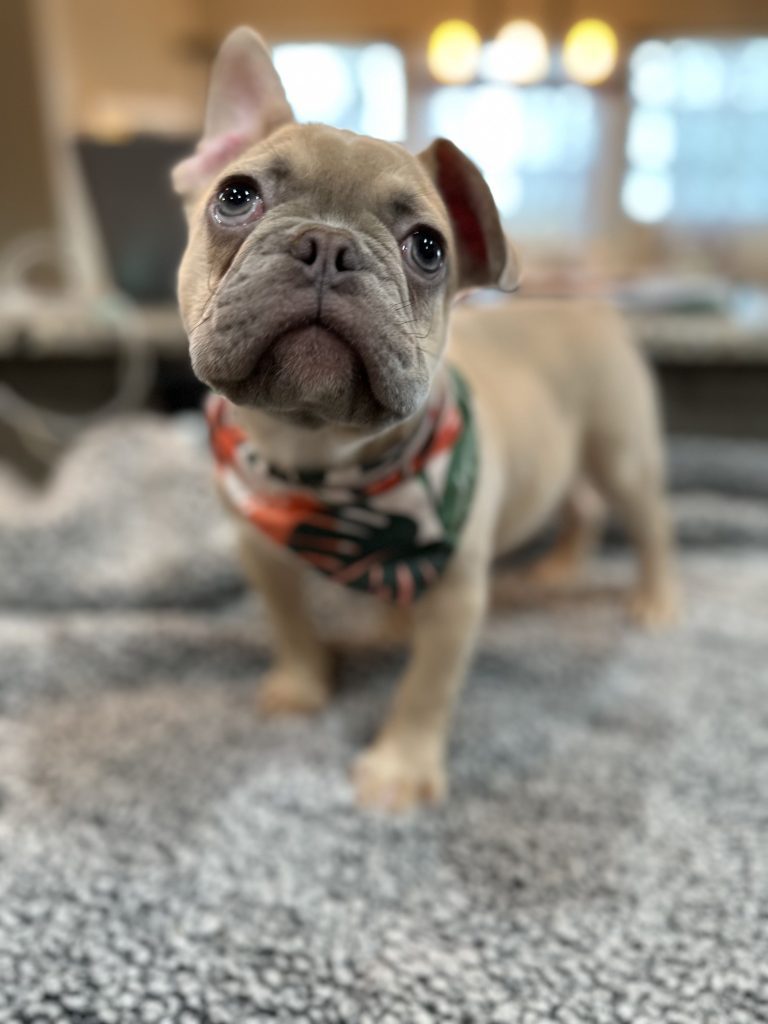 Caboose | Lilac Fawn French Bulldog Male | Available Now
