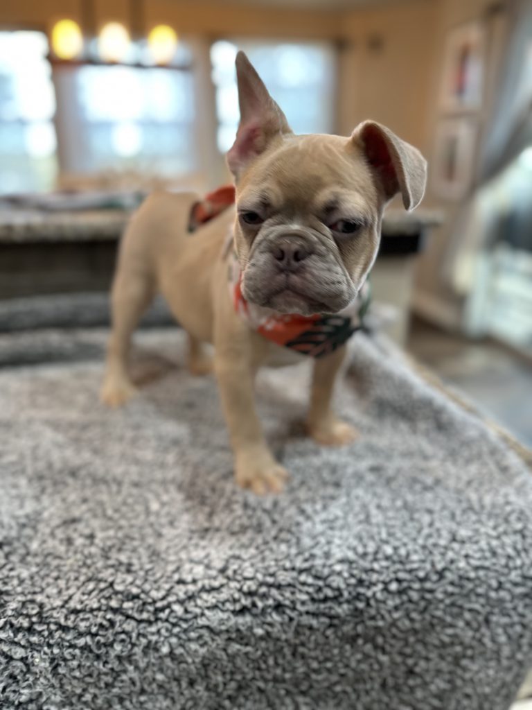 Caboose | Lilac Fawn French Bulldog Male | Available Now