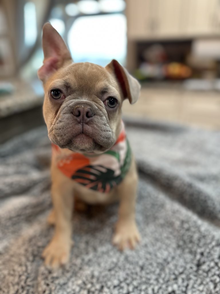 Caboose | Lilac Fawn French Bulldog Male | Available Now