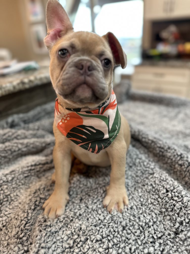Caboose | Lilac Fawn French Bulldog Male | Available Now