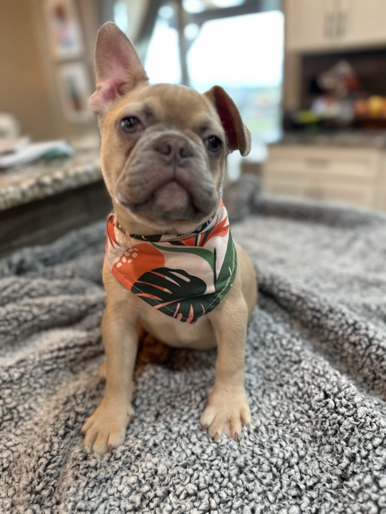 Caboose | Lilac Fawn French Bulldog Male | Available Now