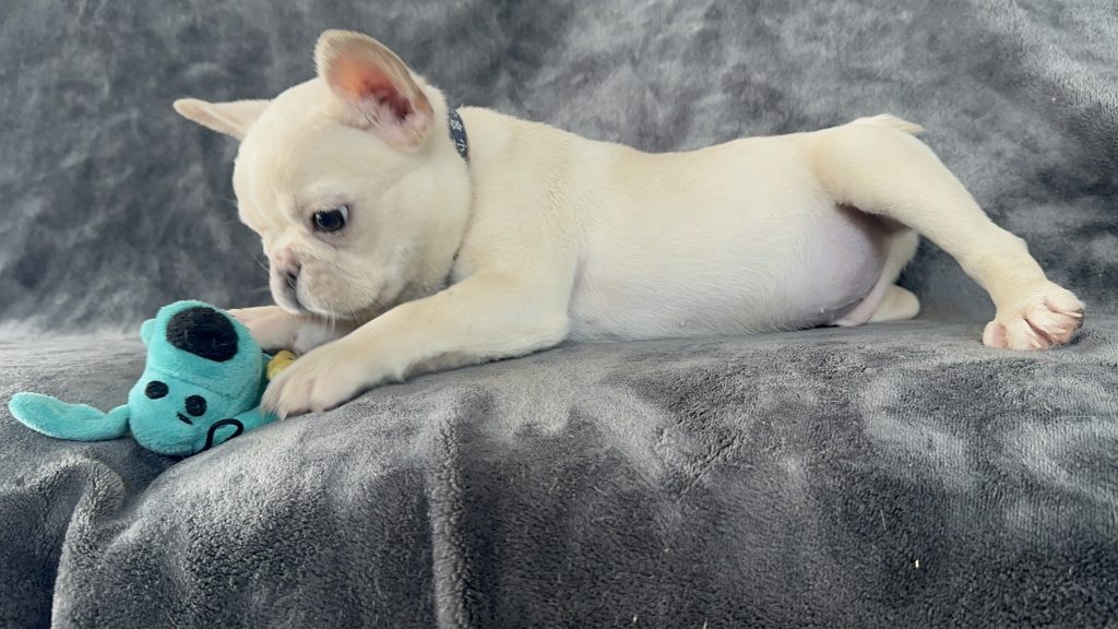 Dozer | Cream French Bulldog Male | Available Now