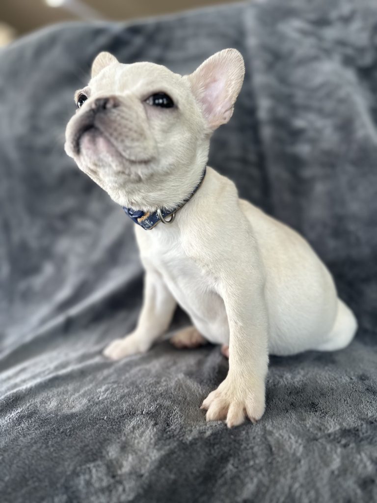 Dozer | Cream French Bulldog Male | Available Now