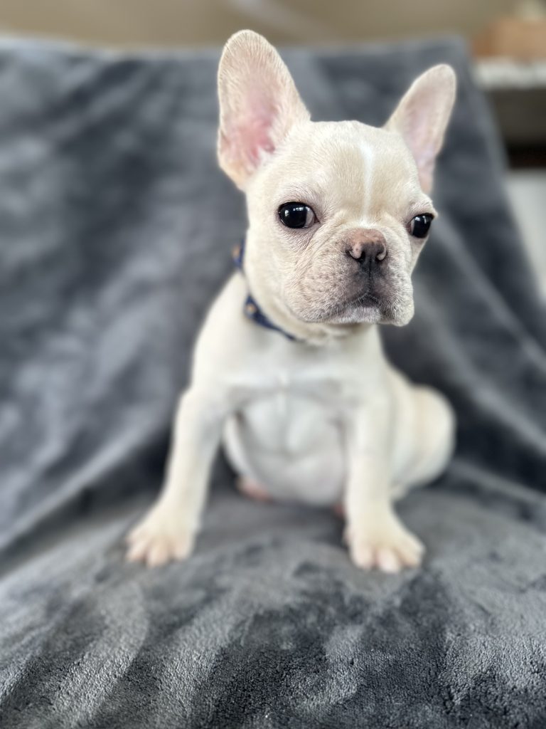 Dozer | Cream French Bulldog Male | Available Now