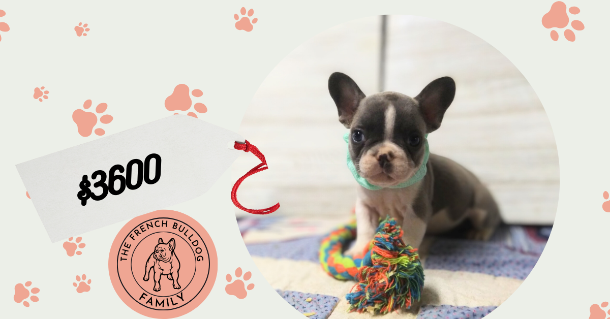 Ives | Blue Sable & White French Bulldog Male | Available - July, 2024