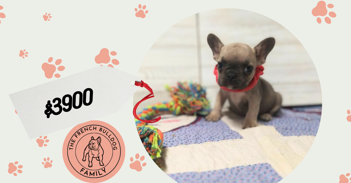 Ivory | Blue Sable French Bulldog Female | Available - July, 2024