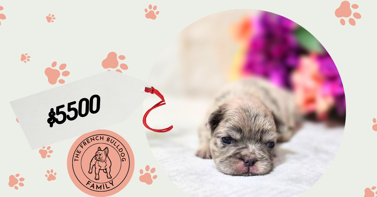 Yasmine | Blue Merle Fluffy French Bulldog Female | Available - Aug 2024