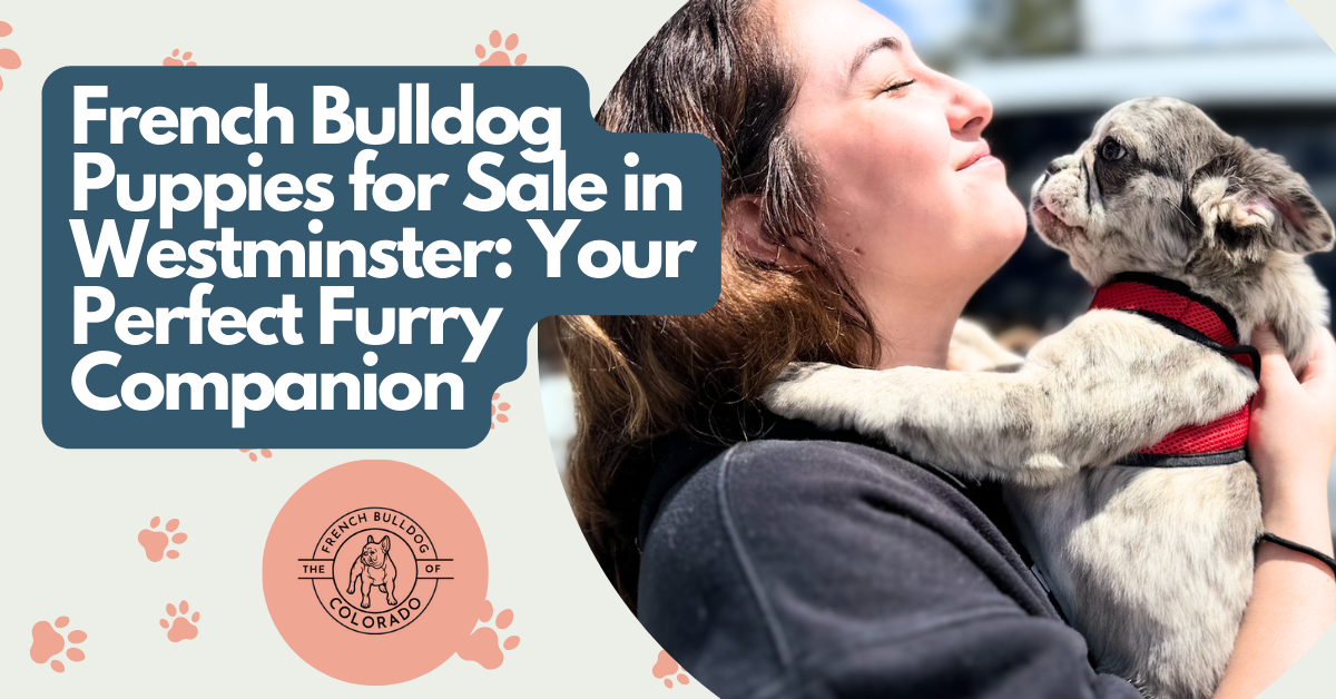 High quality French Bulldog puppies in Colorado. Many families drive from areas such as Albuquerque, Santa Fe New Mexico, Utah, Arizona, Kansas, Oklahoma, Wyoming, Texas, and Nebraska to pick up their puppies in Colorado Springs. This is French Bulldog puppies for sale in Westminster.