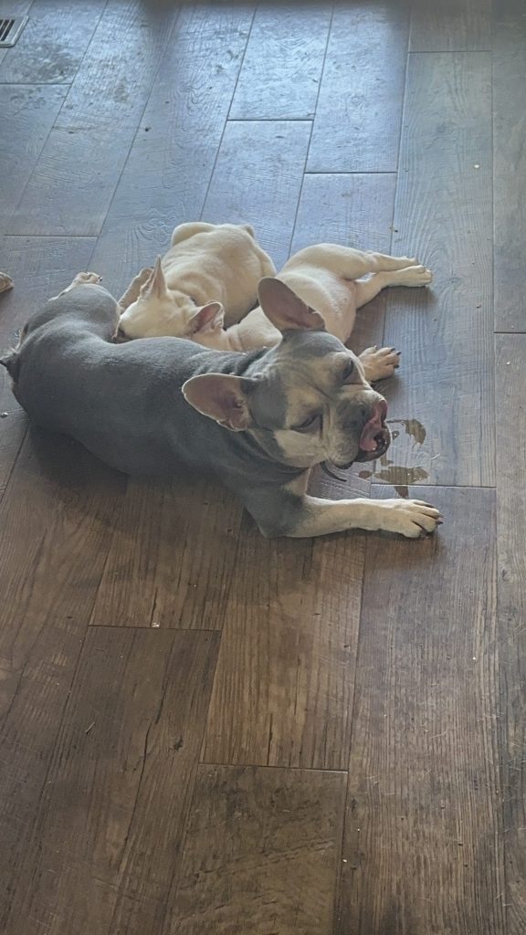 Frenchie Friday July 12th, 2024
