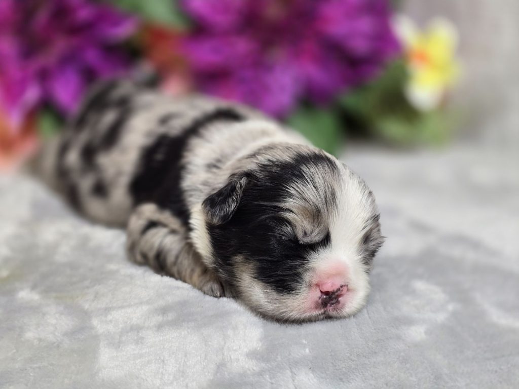 Zeus | Black Merle Fluffy French Bulldog Male | Available - Aug 2024