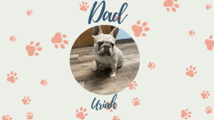 Frenchie's parents