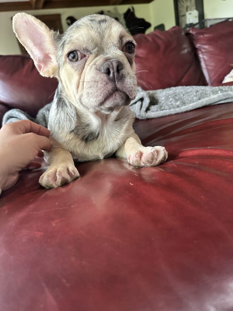 Garvin | Lilac Merle & Tan French Bulldog Male | Available Now