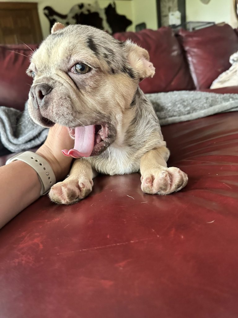 Garvin | Lilac Merle & Tan French Bulldog Male | Available Now