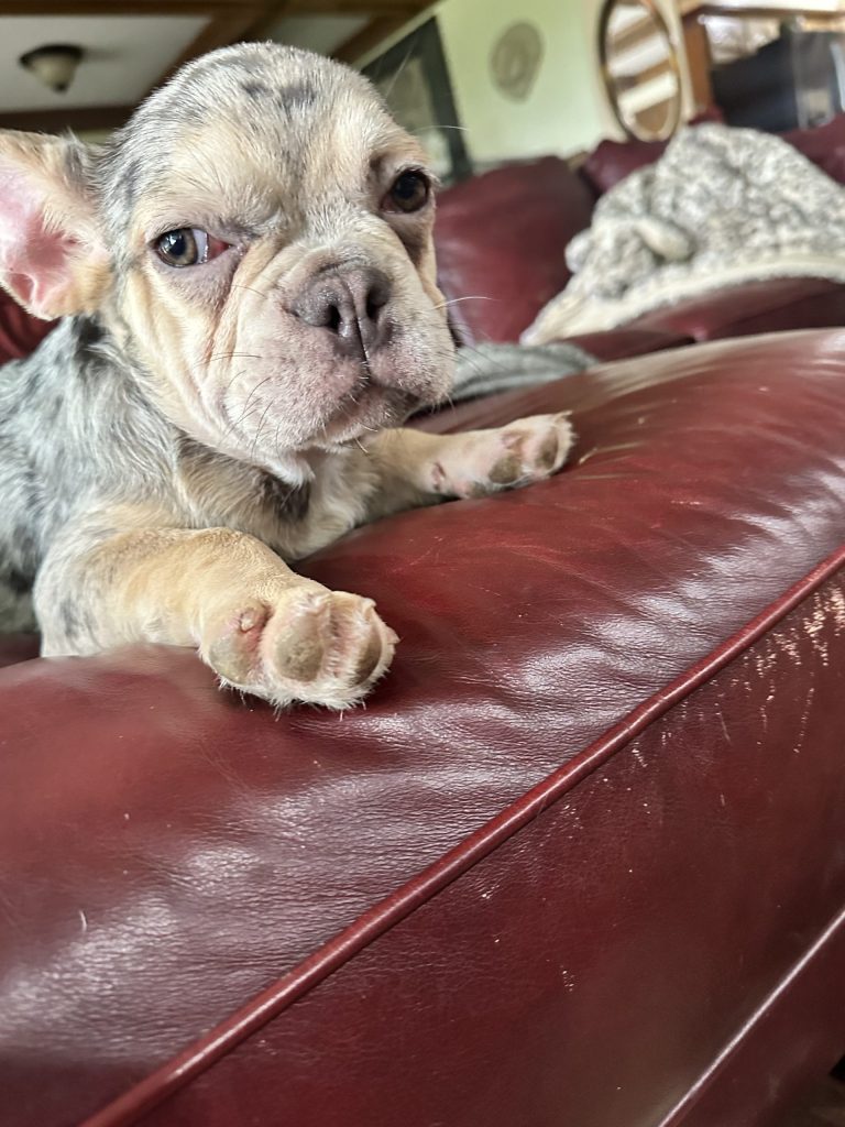 Garvin | Lilac Merle & Tan French Bulldog Male | Available Now
