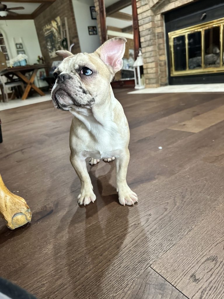 Donut | Fawn Merle French Bulldog Male | Available Now