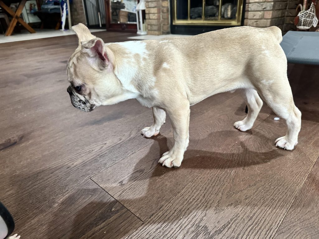 Donut | Fawn Merle French Bulldog Male | Available Now